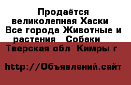 Продаётся великолепная Хаски - Все города Животные и растения » Собаки   . Тверская обл.,Кимры г.